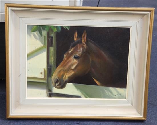 § Frank Wootton (1911-1998) Head study of the racehorse William Bud 13 x 18in.